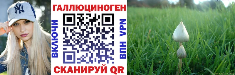 Галлюциногенные грибы Psilocybe  купить наркотики цена  Унеча 